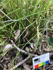 Caladenia pholcoidea