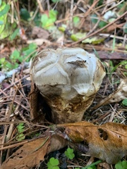 Catathelasma