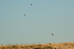 Haliaeetus leucocephalus