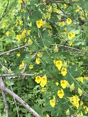 Tropaeolum brachyceras