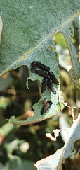 Paropsisterna agricola