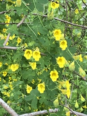 Tropaeolum brachyceras