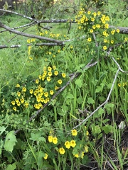 Tropaeolum brachyceras