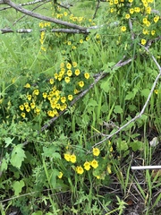 Tropaeolum brachyceras