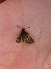 Ancyloxypha melanoneura