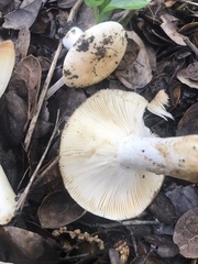 Russula albidula