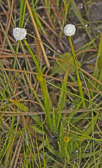 Lachnocaulon anceps