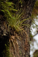 Tillandsia × floridana