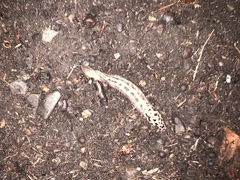 Limax maximus