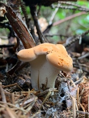 Hydnum washingtonianum