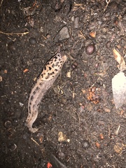 Limax maximus