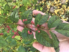 Zanthoxylum simulans