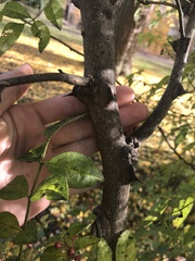 Zanthoxylum simulans