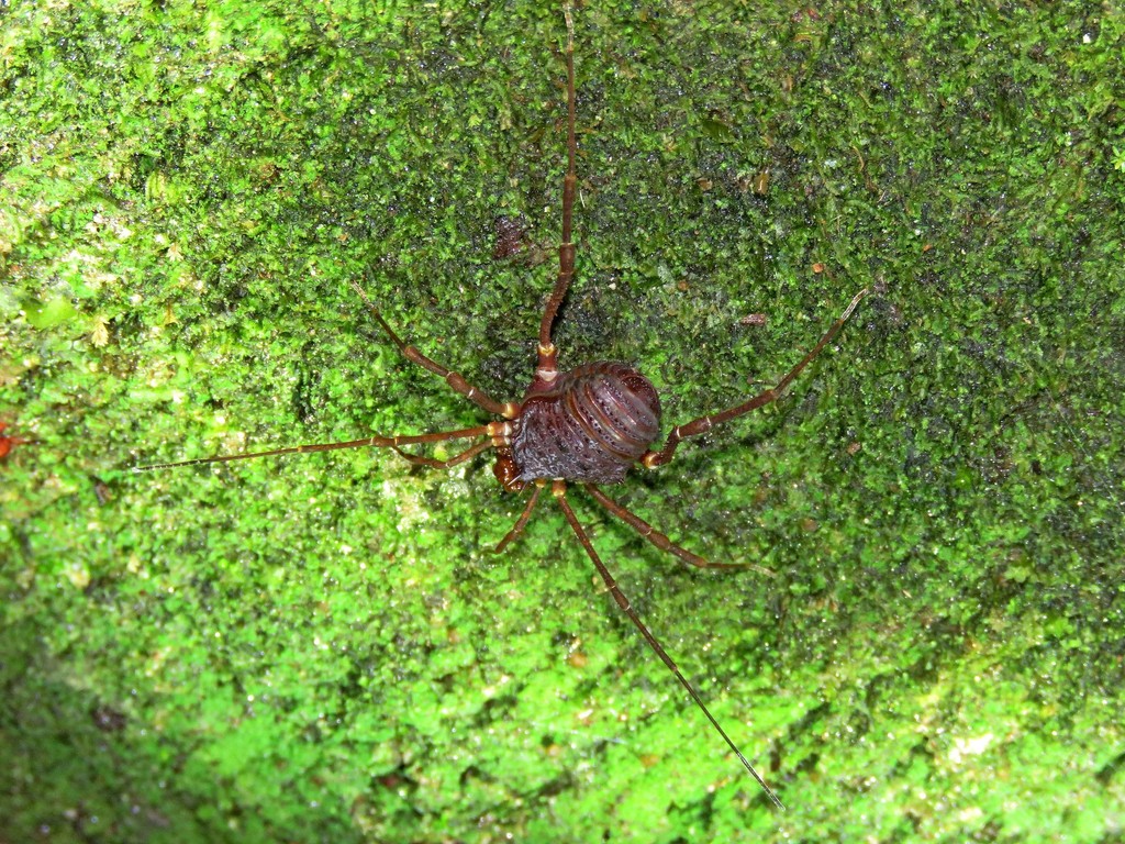 daddy longlegs