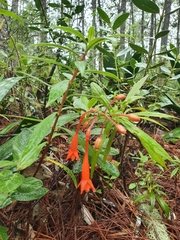 Fuchsia triphylla