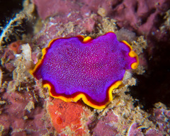 Pseudoceros ferrugineus