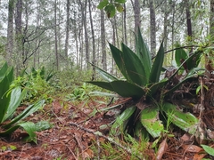 Agave intermixta