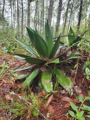 Agave intermixta