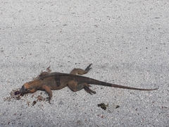 Cyclura cornuta
