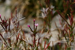 Epilobium clavatum