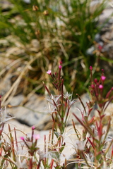 Epilobium clavatum