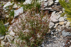 Epilobium clavatum