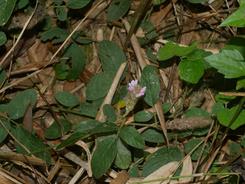 Image of Uraria lagopodioides by (c) Jacy Chen, some rights reserved (CC BY)