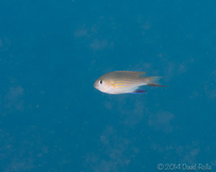Pycnochromis vanderbilti