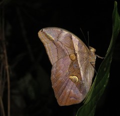 Eryphanis automedon