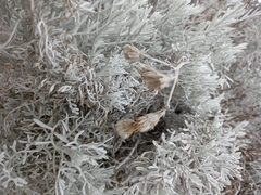 Senecio leucostachys