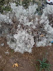 Senecio leucostachys