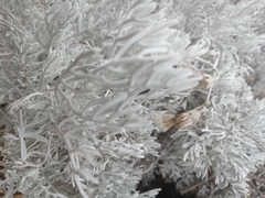 Senecio leucostachys