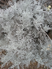Senecio leucostachys