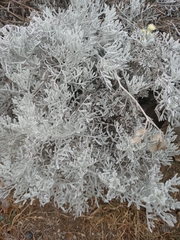 Senecio leucostachys