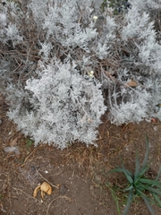 Senecio leucostachys
