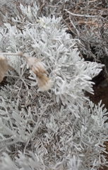 Senecio leucostachys