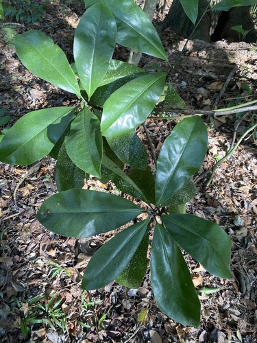 Magnoliaceae image