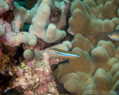 Plagiotremus ewaensis