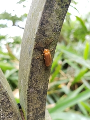 Stenocladius bicoloripes