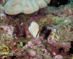 Chaetodon multicinctus