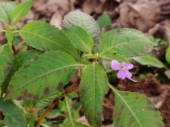 Impatiens dasysperma