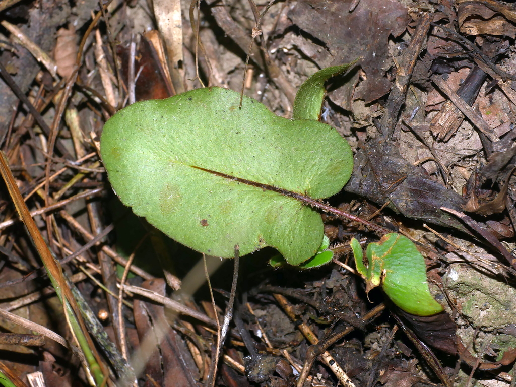 Fougère cœur (Hemionitis arifolia (Burm.f.) T.Moore)