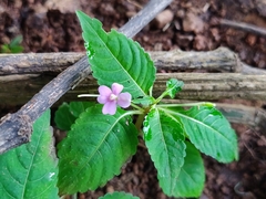 Impatiens dasysperma