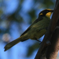 Lichenostomus melanops
