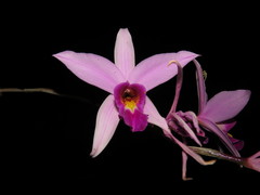 Laelia anceps