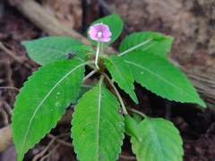 Impatiens dasysperma