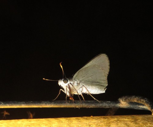 Mancha negra
