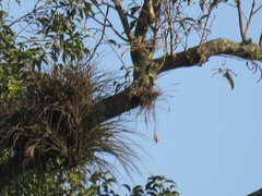Tillandsia variabilis