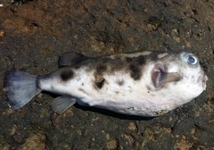 Contusus brevicaudus