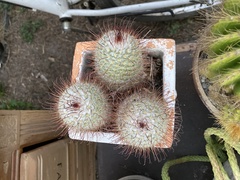 Mammillaria bombycina